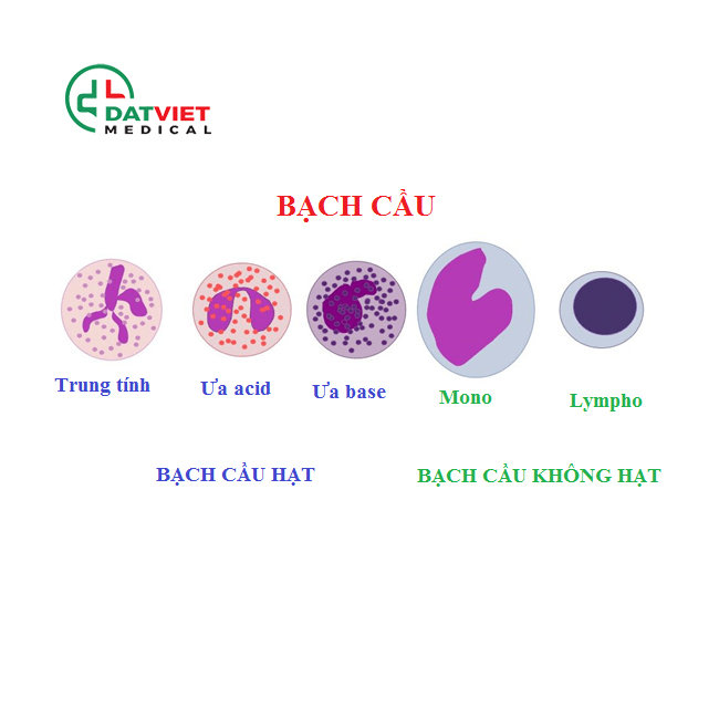 tìm hiểu xét nghiệm máu cbc là gì