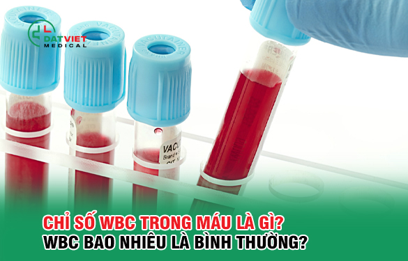 chỉ số wbc trong máu có vai trò gì?