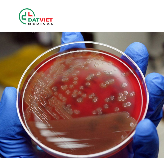 tìm hiểu hóa chất nhuộm gram chuẩn
