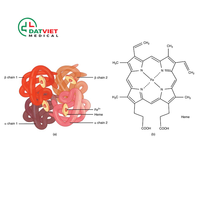 xét nghiệm huyết học hgb là gì?