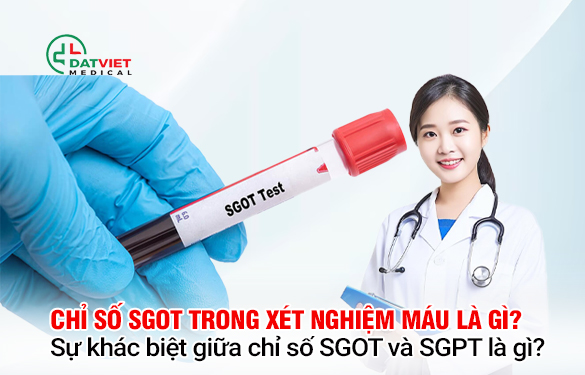 chỉ số sgot trong xét nghiệm máu là gì?